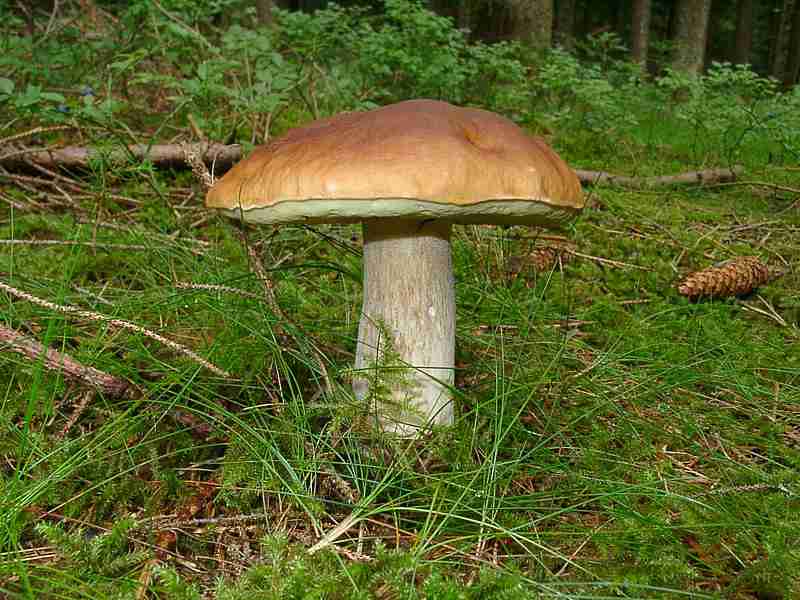  Image name: 00_207 Porcino.jpg 
 width: 800 pixel 
 height: 600 pixel 
 Size: 55564 bytes 
 Click to enlarge 